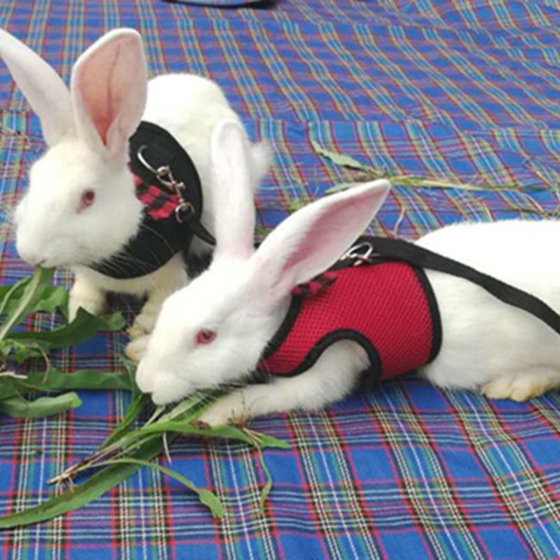 Rabbit Leash Lead Vest