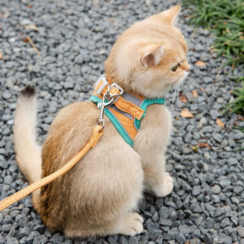 Leash Set With Vest for Cats and Small Dogs