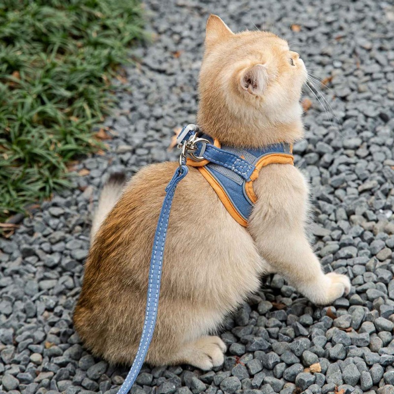 Leash Set With Vest for Cats and Small Dogs