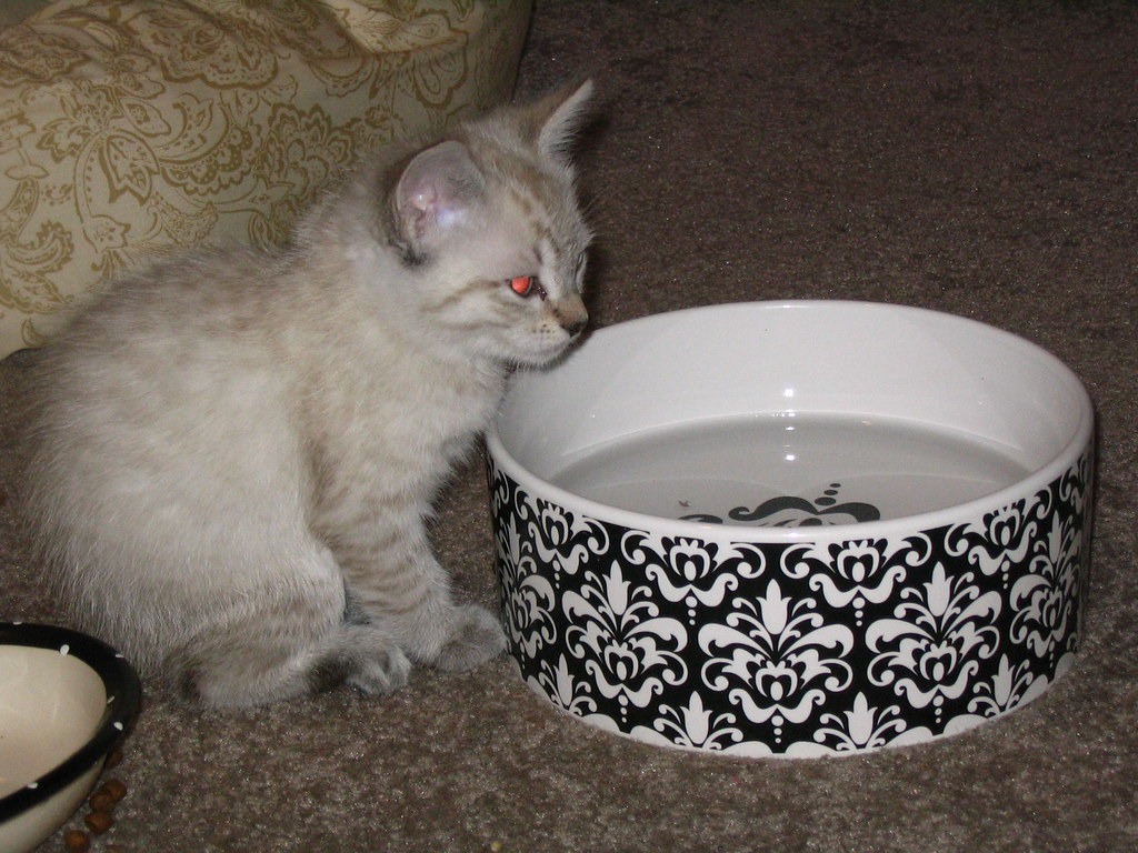 A pale kitten standing beside a patterned ceramic water bowl
