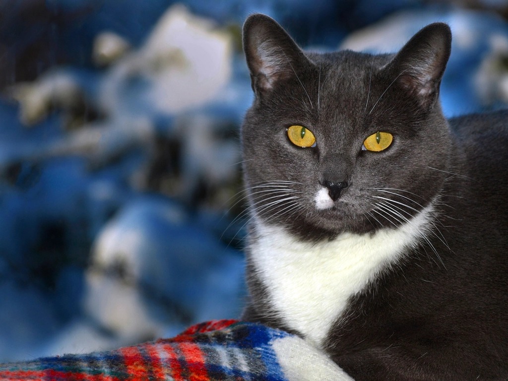 A grey and white cat looking directly at the camera