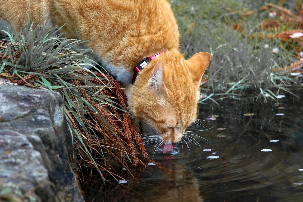 A ginger cat lowering its head to drink from running water