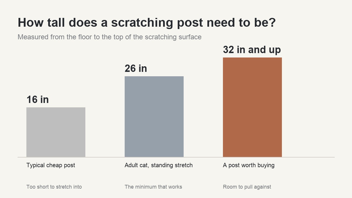 Chart comparing a 16 inch post, a 26 inch standing cat stretch and a 32 inch post