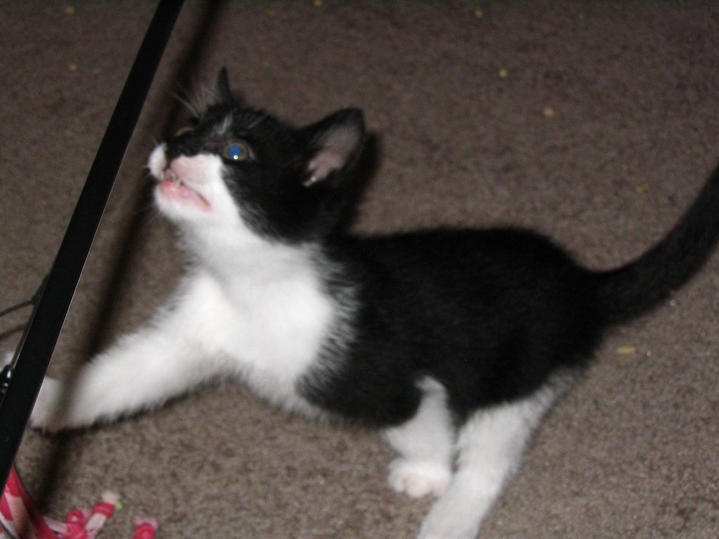 A black and white kitten reaching upward with one front paw and claws showing