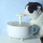 A cat drinking from a quiet filtered pet water fountain