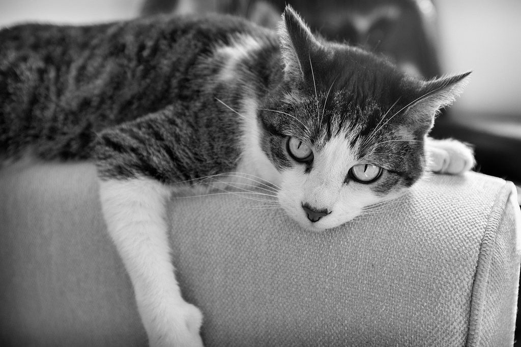 A grey and white cat draped over the padded arm of a sofa
