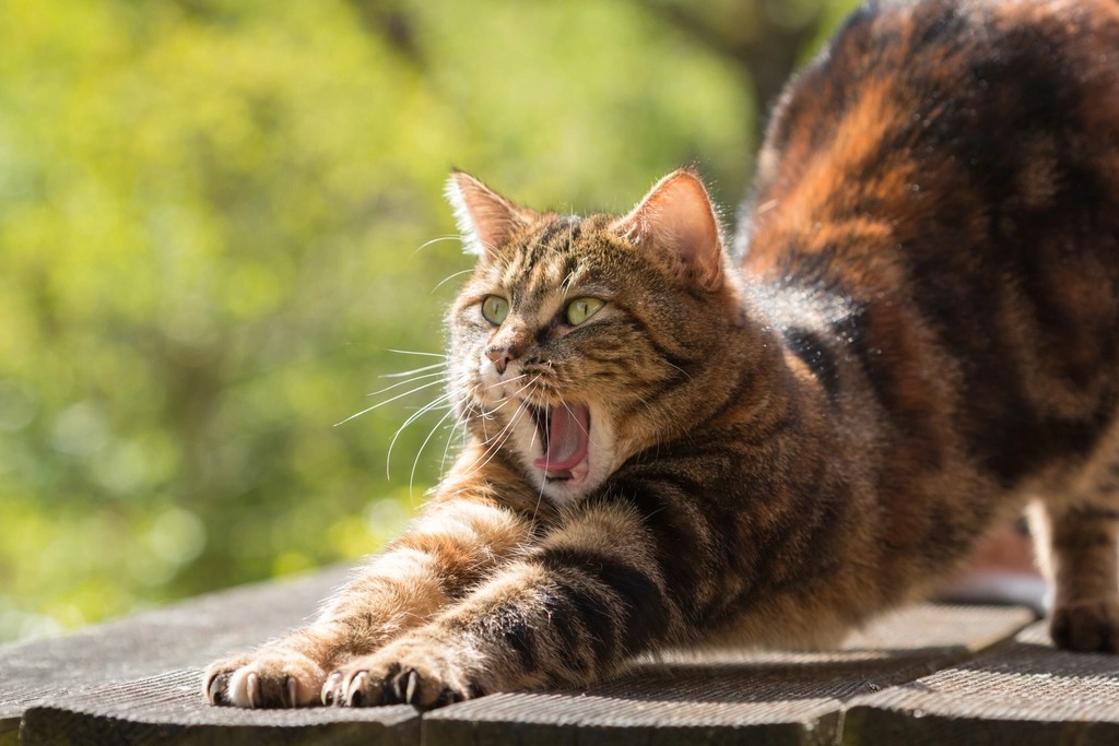 A tabby cat stretching forward with both front paws extended and claws out